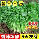 香菜種子四季 香菜 易種耐熱耐抽苔陽臺水果蔬菜種子水果農家四季