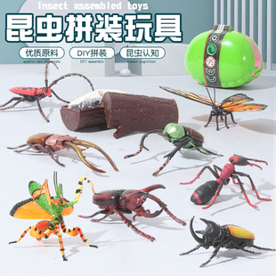 仿真甲蟲模型兒童動物昆蟲玩具實心塑膠拼裝 塑料模型
