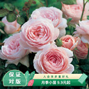 天狼月季 薔薇玫瑰花卉綠植胭脂扣海神王 盆栽小苗家庭園藝新手推薦