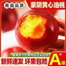 蒙陰黃心油桃新鮮水果當(dāng)季 現(xiàn)摘黃肉油桃脆甜多汁水密桃孕婦蜜桃