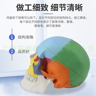 優(yōu)選頭顱骨著色模型 彩色頭骨性分離模型帶頸椎Q上色區(qū)分22塊區(qū).