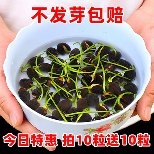 水培碗蓮種籽子四季 睡蓮荷花水養植物室內缸養盆栽銅錢草草籽種孑