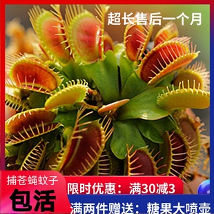 捕蠅草豬籠草食蟲(chóng)草食人花驅(qū)蚊草捕蚊草超大捕蟲(chóng)草趣味植物盆栽