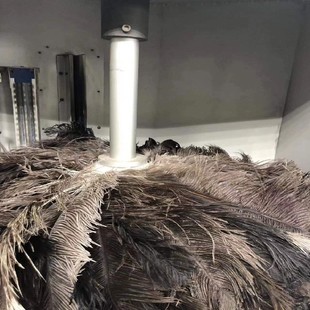 劍刷機器人鴕鳥毛盤木材輪汽車生產線防靜電奇瑞汽車鴕鳥毛輥筒刷