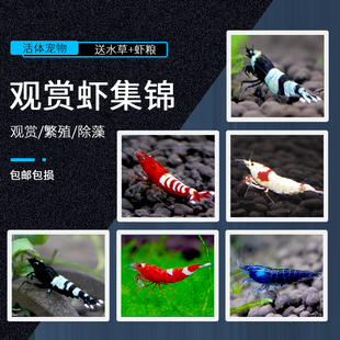 觀賞蝦套餐活體除藻工具蝦極火黃米寵物蝦淡水蝦櫻花水晶蝦 包郵