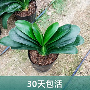 盆栽 永福花鄉園藝 和尚頭 帶花苞 小苗客廳精品 圓頭和尚君子蘭