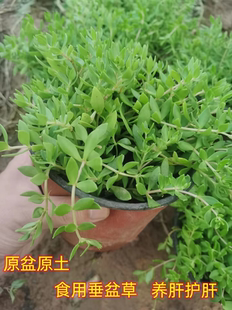 正宗垂盆草中藥材盆栽食用養肝護肝植物常青吊蘭耐寒陽臺驅蚊
