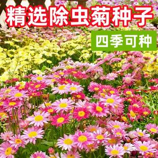 除蟲菊種子四季 播種驅蚊草驅蟲菊室內外植物薄荷野花組合花種籽子