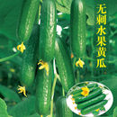 荷蘭水果黃瓜種子改良四季 播甜脆青瓜家庭陽臺庭院種植脆甜蔬菜