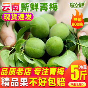 云南青梅鮮果新鮮青翠梅現摘高山散裝 生梅子泡酒生酸梅子酒酵素果