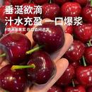 大連新鮮美早大櫻桃水果美早車?yán)遄赢?dāng)季 應(yīng)大連國產(chǎn)現(xiàn)貨特大J