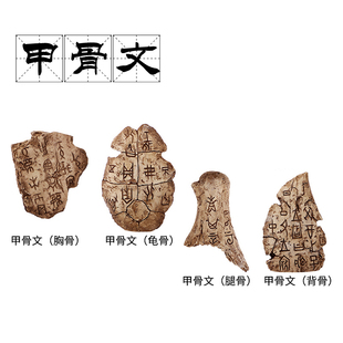 甲骨文科教模型學校教具擺件仿真玩具龜骨腿骨背骨胸骨古文字化石