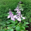 白玉簪 紫玉簪 時令草本花卉庭院觀賞工程綠化綠植易活 包郵 滿50