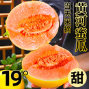 黃哈密瓜 包郵 黃河蜜瓜新鮮甜瓜水果10斤正宗陜西現(xiàn)摘香瓜當(dāng)季 整箱