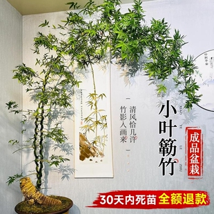 小葉簕竹成品盆景盆栽老樁禪意竹子室內辦公室桌面四季 客廳綠植物