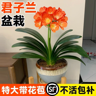 君子蘭盆栽帶花苞名貴蘭花苗客廳精品國寶級高端花卉綠植物好養活