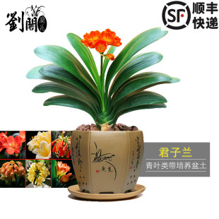 劉閣蘭花苗 青葉君子蘭盆栽花卉辦公室內綠植當年開花吸甲醛精品