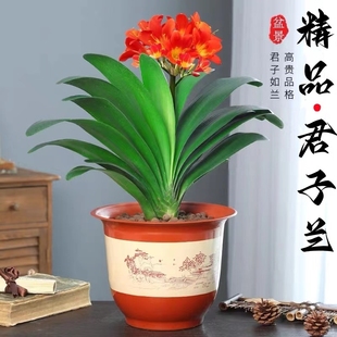 正宗君子蘭盆栽圓頭和尚蝴蝶蘭帶花苞客廳辦公室內蘭花苗四季 開花