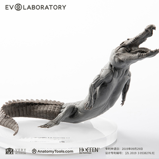 vm模型教學模具evo肌肉解剖鱷魚美術(shù)雕塑教具非常博物館雕像雕塑