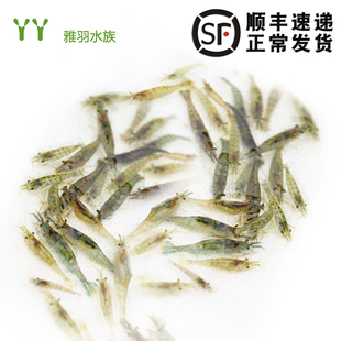 黑殼蝦除藻蝦活體寵物清潔水草蝦飼料工具蝦魚(yú)缸小草缸造景觀賞蝦