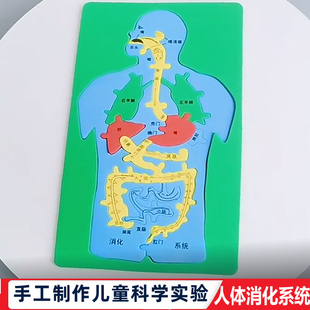 科技小制作發明手工DIY人體消化系統內臟拼圖EVA模型益智科學實驗