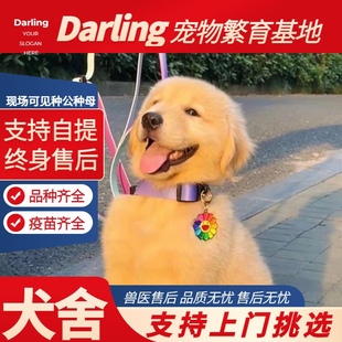 純種金毛幼犬家庭寵物狗導盲犬活物金毛活體中大型犬 寧波犬舍