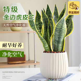 金邊虎皮蘭綠植室內(nèi)桌面四季 常青盆栽植物凈化空氣好養(yǎng)喜陽虎尾蘭