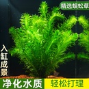 水草蜈蚣草魚缸水草植物魚缸造景水草懶人水草造景綠菊花魚缸真草
