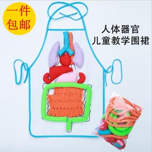幼兒園科學(xué)發(fā)現(xiàn)室人體消化系統(tǒng)肚兜模型器官內(nèi)臟教學(xué)用具早教教具