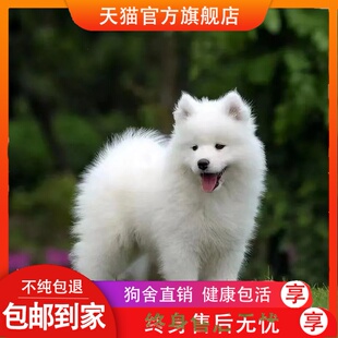 純種薩摩耶幼犬活體熊版 薩摩耶雪橇犬薩摩耶寵物狗家養可愛活真狗