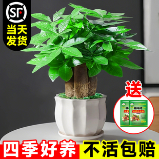 發財樹小盆栽客廳花卉綠植物辦公室內文竹水培招財樹盆景四季 好養