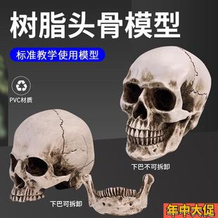 美術素描藝用頭骨繪畫模型人體頭骨模型樹脂骷髏頭辦公擺件工藝品