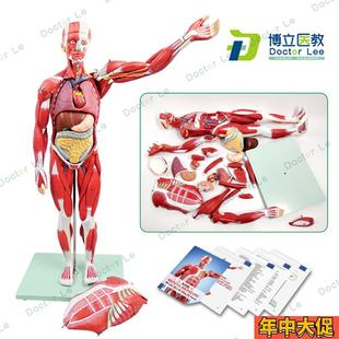 教學模型 健身醫用 人體肌肉模型美術 仿真骨骼肌肉組織解刨模型