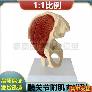 髖關節模型 臀大肌股骨頭膝關節肩關節功能展示手臂肌肉神經上肢
