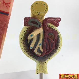腎小球模型 教用醫用 腎臟模型 腎解剖模型 特惠 毛細血管 黃河