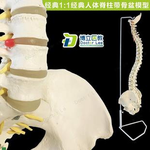 人體脊柱模型1 1正骨脊椎模A型頸椎腰椎人體骨骼模型脊椎模型