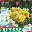海蒂 花園旗艦店洋水仙種球進口重瓣大花球根花卉植物裸球根預售