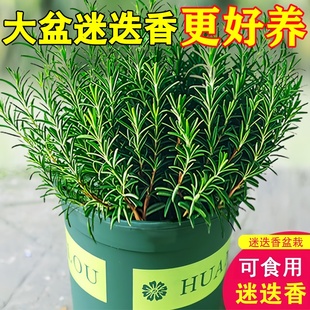 迷迭香盆栽水培植物驅蚊可食用檸檬薄荷葉薄荷室內驅蚊草大盆綠植