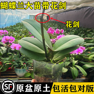蝴蝶蘭花苗盆栽帶花劍花苞大苗花卉植物室內(nèi)綠植四季 開花水培植物