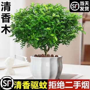 正宗清香胡椒木盆栽綠植驅蚊草花卉植物室內樹苗九里香老樁盆景