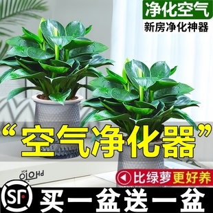 金鉆盆栽綠蘿籮水培植物室內好養 花卉綠植多肉客廳新房凈化空氣