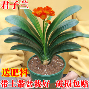 君子蘭盆栽四季 老苗花卉植物室內庭院水培綠植好養圓頭和尚大小苗