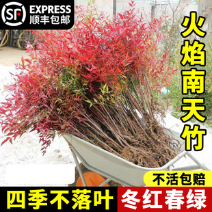 南天竹盆栽樹苗火焰南天竹室內(nèi)老樁盆景現(xiàn)挖現(xiàn)發(fā)四季好養(yǎng)植物花卉