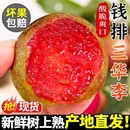 正宗錢排三華李子新鮮紅心李當季 包郵 孕婦水果酸甜脆李子 順豐