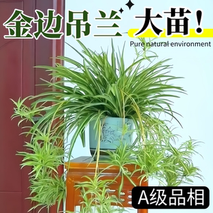 金邊吊蘭盆栽花卉植物室內(nèi)垂吊陽(yáng)臺(tái)懶人好養(yǎng)綠植四季 常青水培驅(qū)蚊