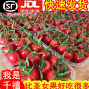 山東千禧果5斤小番茄超甜櫻桃圣女果新鮮水果千璽蔬菜農(nóng)家特產(chǎn)