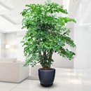幸福樹發(fā)財(cái)樹綠寶室內(nèi)大型綠植盆栽招財(cái)樹好養(yǎng)成品組合盆栽四季 青