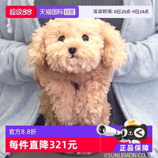 仿真貴賓犬泰迪狗 sunlemonoriginal日本進口 玩偶禮物 自營