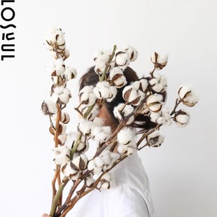 棉花干花新疆棉原桿ins風(fēng)室內(nèi)落地裝 飾擺設(shè)永生原生無異味風(fēng)干
