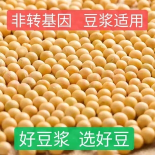 東北黑龍江優質新貨黃豆非轉基因打豆漿笨黃豆多規格可選